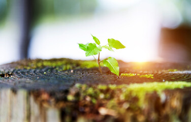 Young plant growing on dead stump