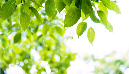 Fototapeta na wymiar Green spring leaves for background