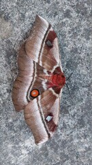 Moth with two orange and white spotsMoth with two orange and white spots