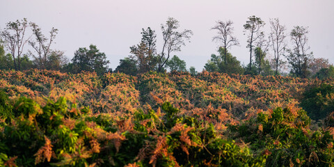 Mango flower blooming in tropical fruit garden, nature field of organic food plant, agriculture of Mango tree from Thailand
