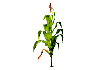 corn flower with fruit on a white background corn plant isolated on white background ready to use for garden design Cereals that are often used for cooking or processing into animal feed agricultural 