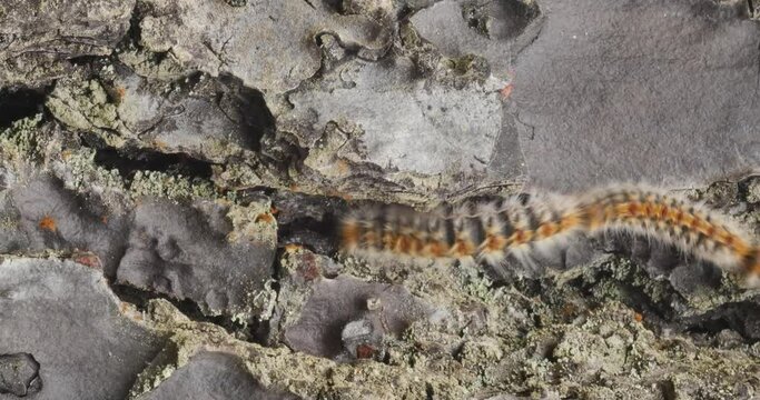 4k video of processionary caterpillars descending from a lele tailed pine