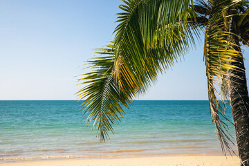 Fototapeta na wymiar Background of palm tree, calm sea and clear blue sky