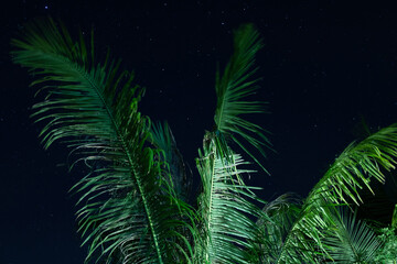 Fototapeta na wymiar Palm tree and scenic night sky with a stars