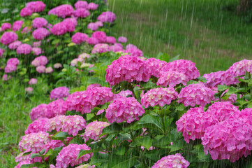 雨とあじいさい　雨を強調