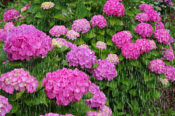 雨とあじいさい　雨を強調