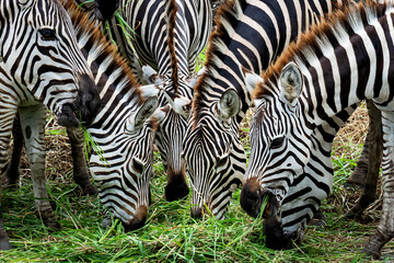 Fototapeta na wymiar close up six zebras eating grass