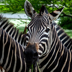 Zebra image, natural zebra head