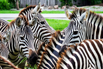 close up from a zebra surrounded with black and white stripes in his herd