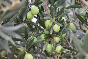 Green olives on an olive tree branch