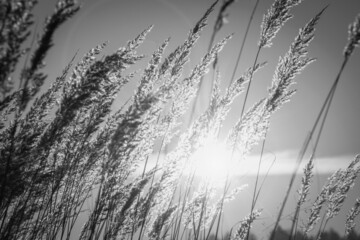Beautiful landscape of autumn grasses at sunset in monochromatic version. Ideal artwork for home wall decoration. 