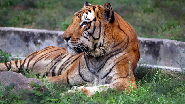 The tiger is sitting on the ground. with the blur background