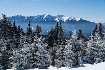 snow covered trees, viewpoint from Postavaru Mountains to Bucegi Mountains, Romania 