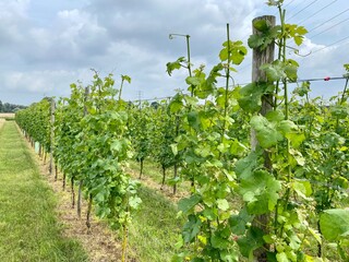 Fototapeta na wymiar Grapes plants in a vineyard in the Netherlands.