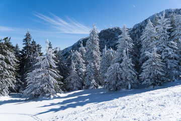 Fototapeta na wymiar snow covered trees, Postavaru Mountains, Romania 