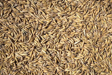 Oat grains at an agricultural market, intended for breeding animals ...