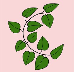 Simplicity ivy freehand drawing flat design.