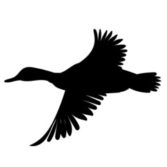 duck black silhouette isolated vector