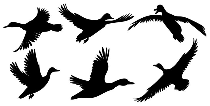 ducks flying set silhouette isolated vector