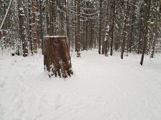 Stump from a tree in winter forest