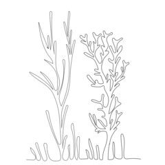 algae drawing in one continuous line, isolated