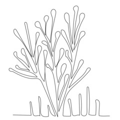algae drawing in one continuous line, isolated vector
