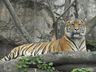 Fototapeta na wymiar tigre japon