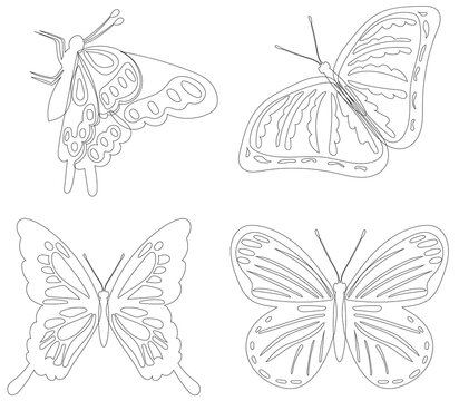 butterfly outline on white background