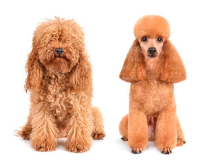 Dog before and after grooming - Powered by Adobe