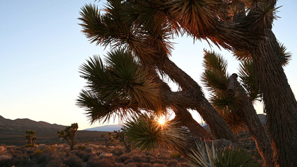 Fototapeta na wymiar Setting sun burst through yucca tree.