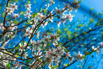 DATCA, TURKEY: Beautiful flowers and almond tree nut in the flowering period on a sunny day.