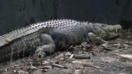The big crocodile is lying on the ground. In the dim background