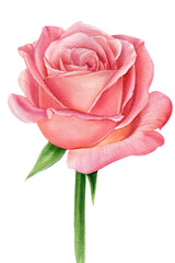 Pink rose greeting card watercolor 