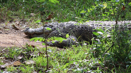 The big crocodile is lying on the ground. In the dim background