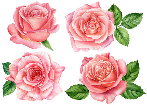 Set rose, beautiful flower on isolated white background, watercolor illustration, botanical painting