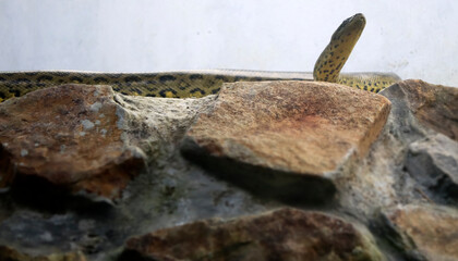 The rock python snake stands on the rock. Against the background of the pale white wall