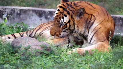 The tiger is sitting on the ground. with the blur background