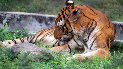 Fototapeta premium The tiger is sitting on the ground. with the blur background