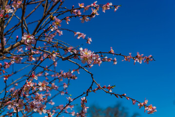 DATCA, TURKEY: Pink almond tree flowers during the flowering period on a sunny day.