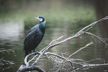 Kormoran in Berliner Stadtpark