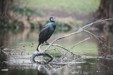 Kormoran in Berliner Stadtpark