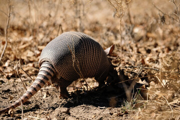 Armadillo close up in Texas field during winter.