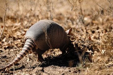 Obraz premium Armadillo close up in Texas field during winter.