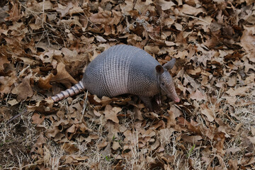Wild armadillo in dry leaves of environment outdoors.