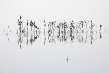 Inde- Michel Rauscher- nature- reflet- plante-eau-calme- poésie-blanc-noir- sérénité-paysage-apaisé-