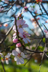 DATCA, MUGLA, TURKEY: Flowers on the branch of an almond tree during the flowering period on a sunny day.