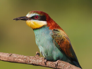 Beautiful portrait of a colorful European bee-eater on a blurred background