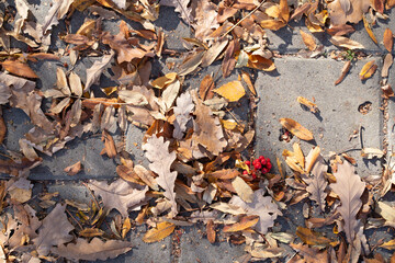 The texture of autumn maple leaves and ashberry