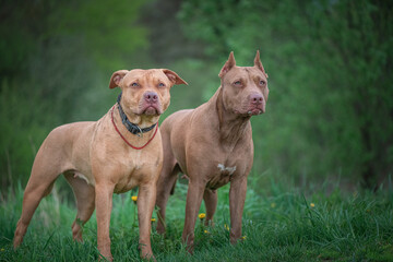 Portrait of a purebred American Pit Bull Terrier in a summer field.