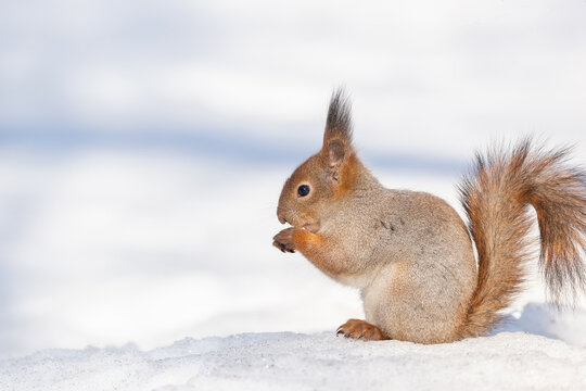 Red squirrel sitting on a tree branch in winter forest and nibbling seeds on snow covered trees background. © alexbush